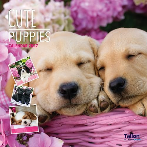 2027 Square Month To View Animal Dog Photo Wall Calendar - Puppies