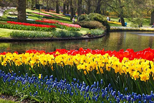 100 X Tulipani Rossi, Narcisi Gialli e Muscari Blu - Bulbi Alta Qualità