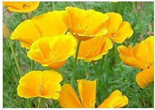 200 Graines Semence Fleur Coquelicot Pavot Californie coloris JAUNE - Fleur Jardin - 269