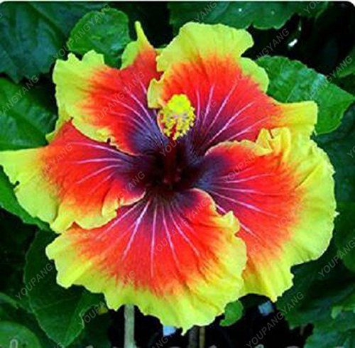 Germination Les graines de laitue Romaine: semences, Île Paris, Heirloom, Organique, Non ogm, 1000 graines