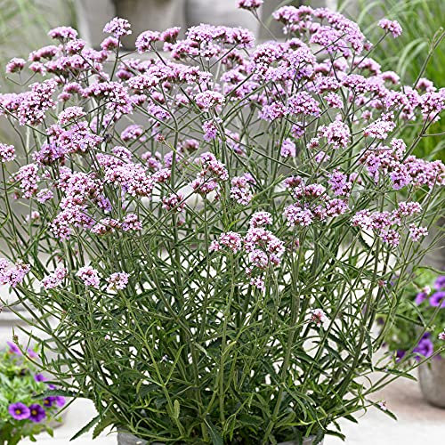 GardenersDream Verbena 'Lollipop' - Stauden Winterhart Mehrjährig - Balkon Pflanzen Violett Blühend - Kübelpflanzen Premium XXL - Gartenpflanzen Dauerblüher