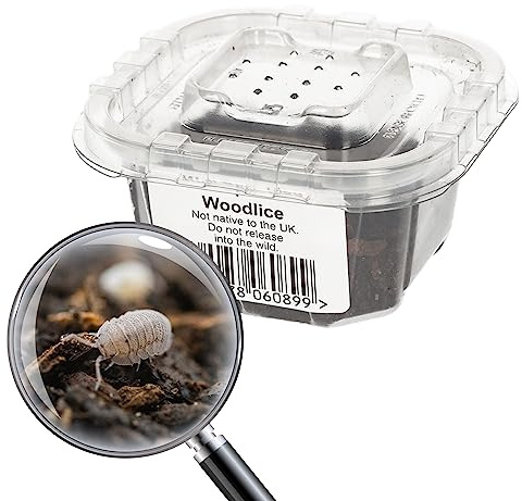 Livefoods4u Live Mini Speckled Woodlice Isopods (2mm) - Livefood for Small Reptiles and Amphibians and for Bioactive Set Ups Live Food