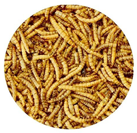 Mehlwürmer 6 Kg Premiumqualitätssnack geeignet für Vögel, Fische, Reptilien, Schildkröten, Igel, Nager, Wildtierfutter