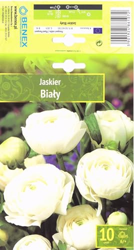 AGRONOM | RANÚNCULOS - WHITE | Bulbos de flores perennes | Flores blancas | Cultivadas en jardines de flores, macetas y céspedes floridos | 10 bulbos