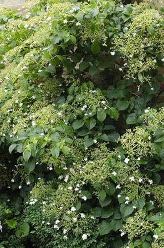 Kletter-Hortensie – Hydrangea petiolaris – 3 Pflanzen – Ø15cm – ca. 65cm hoch – Winterharte Kletterpflanze mit weißen Blütendolden für Hauswand, Pergola & Zaun