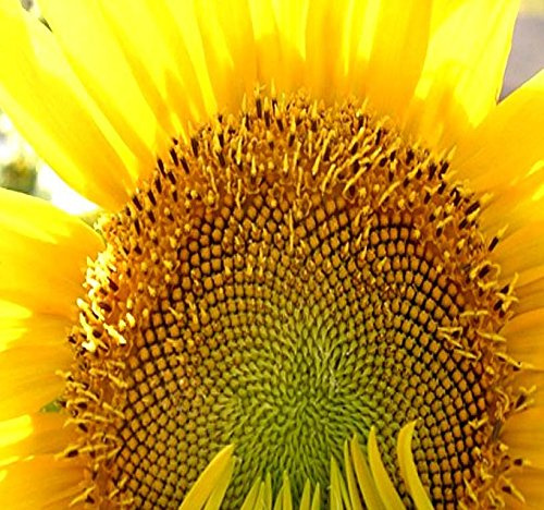 1 lb (4,700+ Seeds) Mammoth Grey Stripe Sunflower (Helianthus annuus) - 9-12 Feet Tall Extended Bloom - Non-GMO Seeds by MySeeds.Co (1 lb Grey Stripe Sunflower)