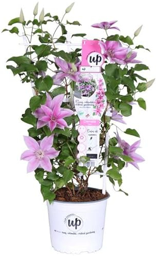 Clematis Natural la Enredadera Floral que Alegrará tu Valla