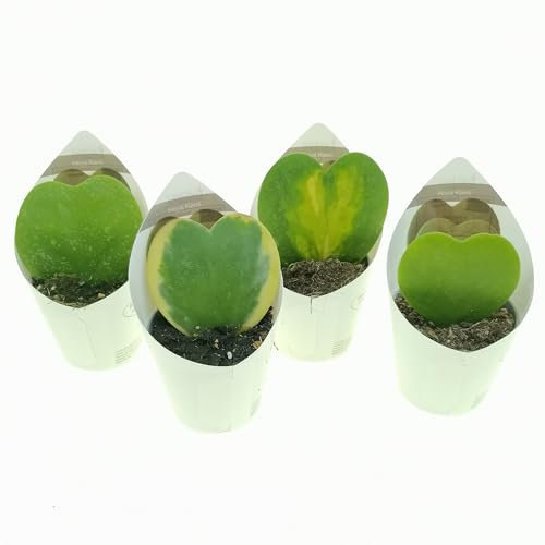 Set di 4 piante grasse vere da collezione in vasi diam. 6.5 cm- Hoya kerrii-Mix