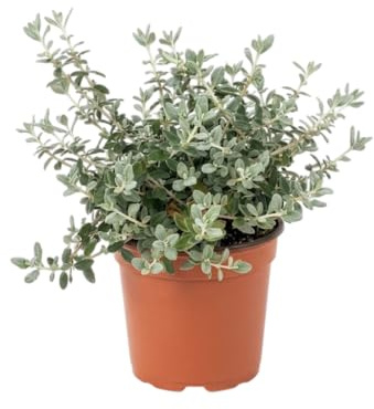 Teucrium Arbusto Ornamental para Jardín Mediterráneo, Terraza o Patio Exterior | Planta Natural Resistente DECOALIVE