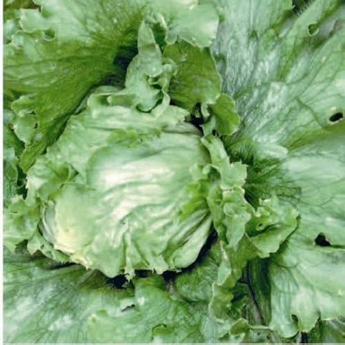 Lettuce Great Lakes. Iceberg Type.