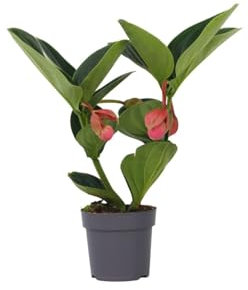 Plant in a Box - Medinilla Magnifica 'Lambada' - Plante d'intérieur - ⌀14cm - Hauteur 40-50cm