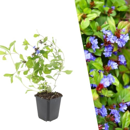 Plants by Frank | 48 Plantes de plumbago | Ceratostigma plumbaginoides | Couvre-sol rustique | Plantes de rocaille à fleurs | Vivaces | Port buissonnant | Plantes d’extérieur | Jardin