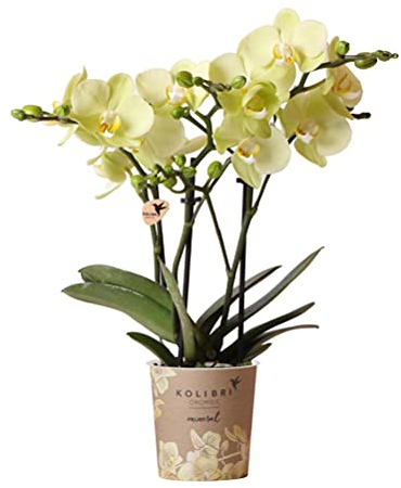 KOLIBRI Orchids | gelbe Phalaenopsis-Orchidee - 34cm hoch - Topfgröße Ø9cm|blühende Zimmerpflanze - frisch vom Züchter, Grün