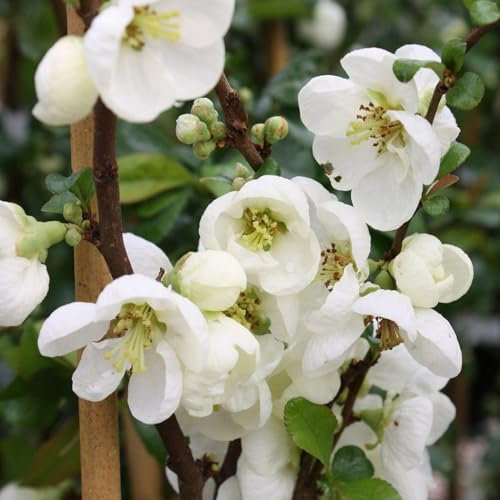 Carbeth Plants - Chaenomeles Jet Trail in 9cm Pot - Flowering Quince - Ready to Plant - Pollinator Friendly