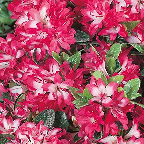 Azalea Izum-no-mai Plant | Pink Flowering Outdoor Garden Shrub Potted | Hardy Evergreen Plant for Bedding, Borders, Containers, Pots - 1L Pot
