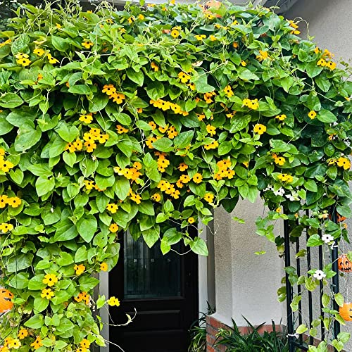 schwarzäugige susanne winterhart pflanze samen,Seltene Pflanzen serie,kletterpflanzen flowers bodendecker winterhart mehrjährig balkon deko winterfeste pflanzen für garten 650 Stück