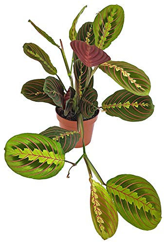 Fangblatt - Maranta leuconeura Fascinator - bunter Pfeilwurz - Blattschmuckpflanze im Ø 12 cm Pflanztopf - Korbmarante