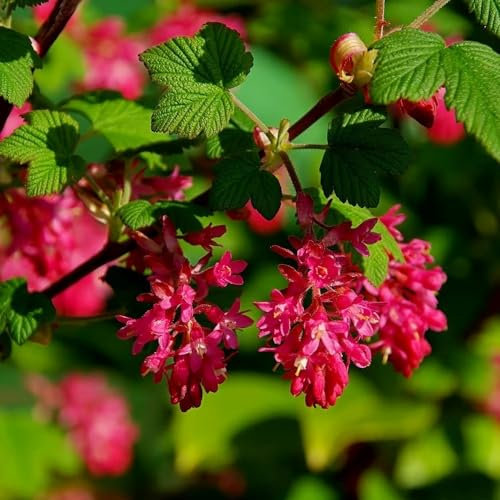 Plant Theory King Edward VII Flowering Currant Ribes Sanguineum Shrub Plant 2L Pot