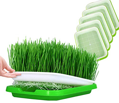 Huntfgold 5 Stück Seed Sprouter Tray Keimschale Sprossen Sämlinge Weizen Grassierer Pflanzer Hydroponics Dauerhaft Samen Keimung Tablett für Garden Home Office
