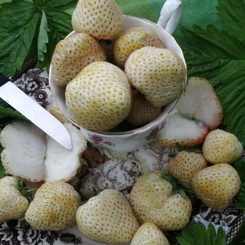 Plant World Seeds - Strawberry White Snowball Seeds (Berry Seeds)