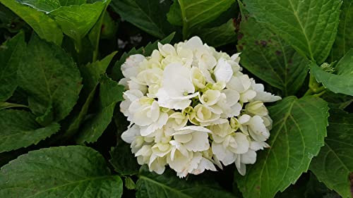 Hydrangea macrophylla 'Soeur Thérèse' / Hortensia blanc 'Soeur Thérèse' / Conteneur de 7 à 10 litres