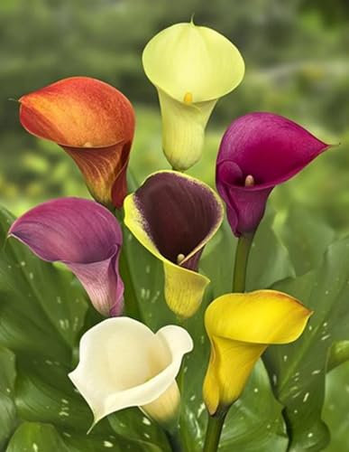 Calla Lily Bulbs Beautiful Now Mixed Garden Crop for Planting Now UK Strong Plants That Grow Well Mix Golden Jade Carving Feels