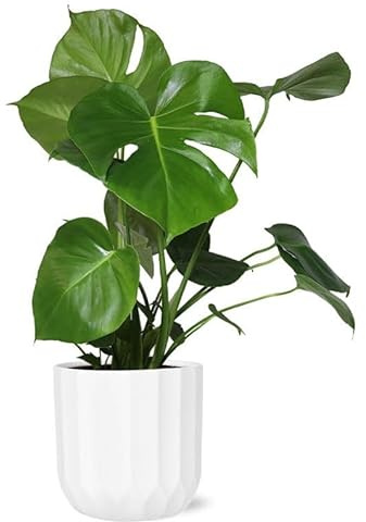 From You Flowers - Lush Monstera Plant for Birthday, Anniversary, Get Well or Celebration