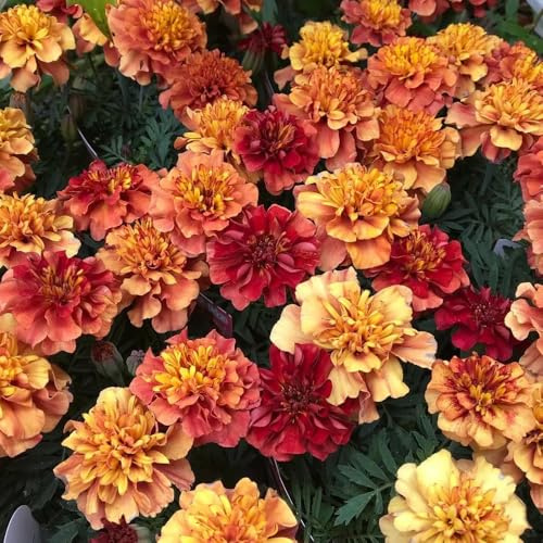 semillas de tagetes de caléndula de jardín, caléndula orgánicas Decoración de jardín para exteriores, alfombra, balcón 600pcs