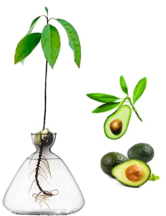 Vaso per la coltivazione di semi di avocado, vaso per piantare germogli di avocado, vaso in vetro per casa, tavolo, scrivania, decorazione per interni