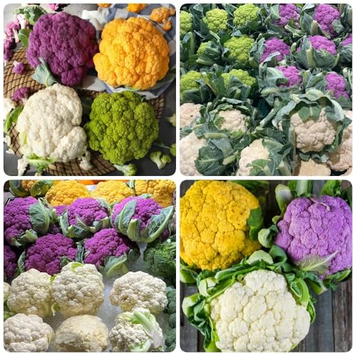 semillas de coliflor, organicas semillas de coliflor, antiguas variedades 200pcs
