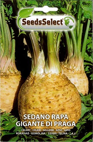 SEMI SEMENTI DI SEDANO RAPA GIGANTE DI PRAGA