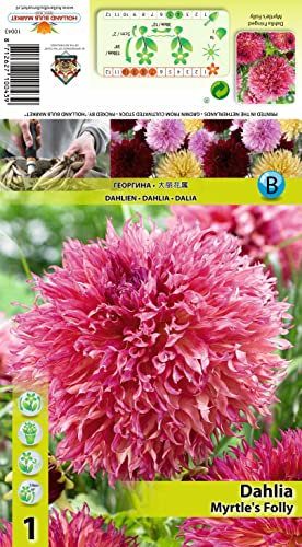 AGRONOM | DAHLIAS - MYRTLE’S FOLLY - Bulbes de Fleurs | Plantes Vivaces de Jardin | Bulbes de Fleurs à Planter | Décoration de la Maison | Couleur Rose | 1 Pièces à Bulbes