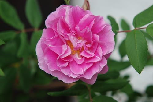 Rose * Therese Bougnet * Strauchrose im Topf gewachsen