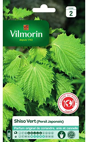 Vilmorin - Sachet graines Shiso Vert (persil japonais)