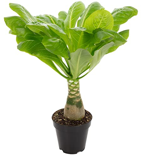 Hawaiipalme - echte Zimmerpflanze, Brighamia - Höhe ca. 40 cm, Topf-Ø 12 cm