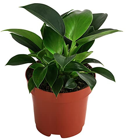 Dehner Baumfreund, Philodendron Green Princess, kleinblättrig, 15-20 cm, Ø Topf 12 cm, Zimmerpflanze