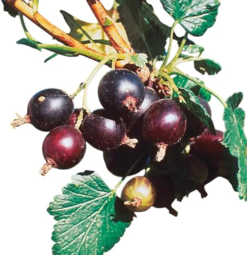 Jostaberry Live Plant – Hardy Fruit Bush Hybrid of Gooseberry & Black Currant, Thornless Shrub, Self-Fertile, Live Edible Landscape Plant for Home Gardens, Zones 4–8 (3 Gallon/Single)