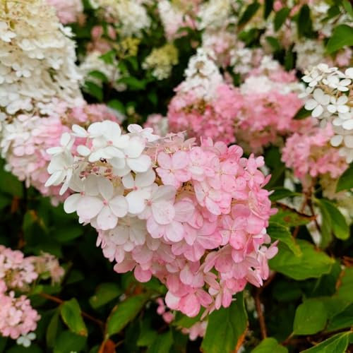 Hortensia Panicule Rose et Blanc 2L - Très grandes inflorescences