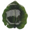 Villa d'Este Home Tivoli 2032 Piatto foglia l. 28 cm, verde, La Cucina