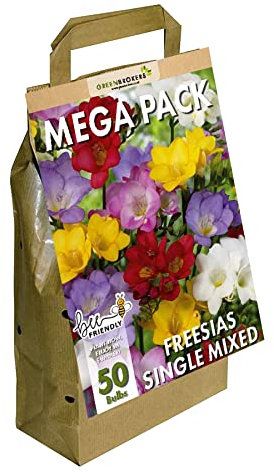GreenBrokers Big Buy MEGA Pack Freesia (Single) Summer Flowering Bulbs, Mixed Colours (50 Bulbs) Bee & Butterfly Friendly