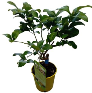 Limonero Natural Frutal de 1m – Cultiva y Disfruta de tus Propios Limones