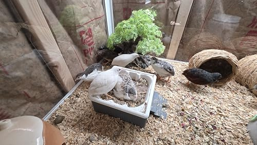 24ct + Extras Rare Exotic Colors Button Quail Hatching Eggs