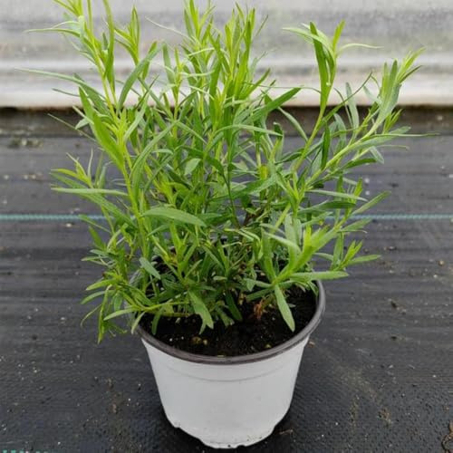 semillas de estragón resistentes jardines de rocas verdes orgánicas silvestres jardín jardineros exótico 300pcs