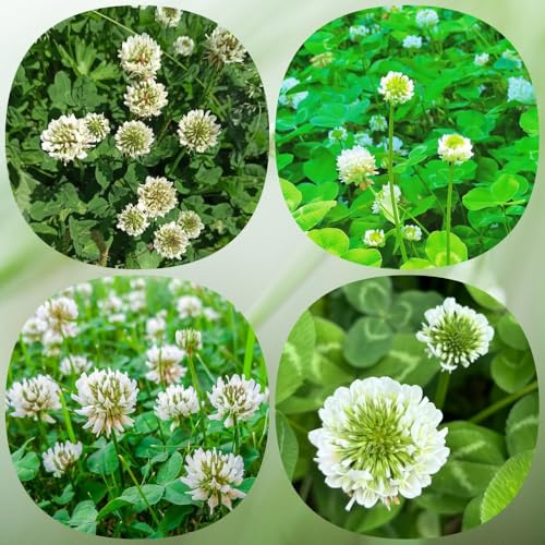 Semillas de Trifolium repens, resistentes para el jardín semillas de jardín de balcón 400pcs