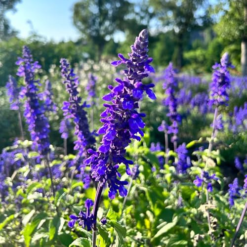 Semi di salvia, resistente Aiuola rialzata giardino 1000pcs