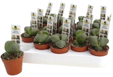 Lithops Suculenta Piedra Viva Natural en Maceta de 5 cm