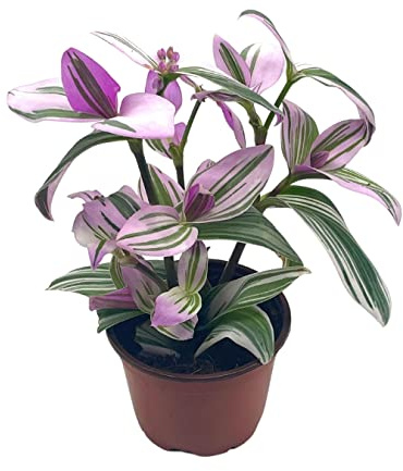 BubbleBlooms Pink Tradescantia Nanouk, in a 4 inch Pot Pink Variegated Wandering Dude