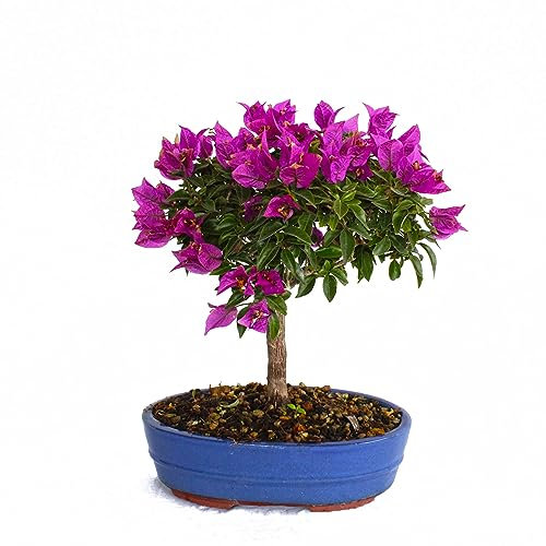 KENTIS - Bonsai Bougainvillea Glabra Sanderiana - Bouganville Piante Vere da Esterno Fiorite - Giardino Balcone Terrazzo - H 30-40 cm Vaso Ø 26 cm