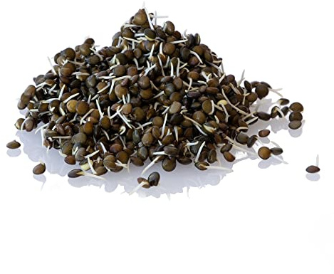 Organic Black Lentil Sprouting Seeds - 35 LB, 5 Gallon Bucket Included - Grow Non-GMO Sprouts - Delicious & Healthy Living, Raw Food