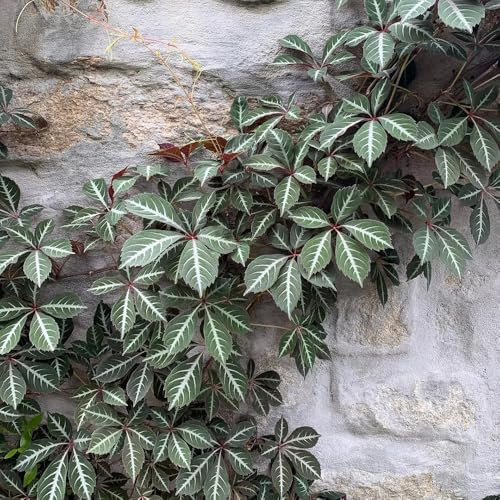 vite selvatica, vite vergine - rampicanti appendere per la decorazione recinzione Parthenocissus tricuspidata balcone con giardino di Decorazione con 550semi